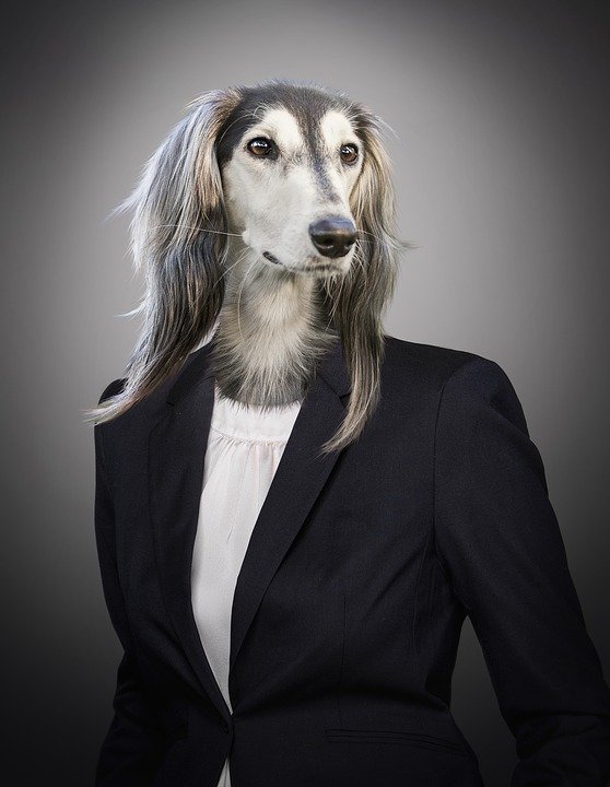 Portrait, Dog, Animal, Suit, Business, Woman, Bitch